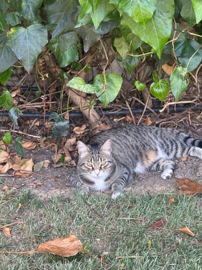 A tabby cat is lying on its back in the dirt and grass next to some ivy. The cat is grey with black stripes and has white paws and chest. Its eyes are open and it is looking up at the camera. The cat's belly is exposed and it appears to be relaxed. The background is out of focus but appears to be a garden or yard. There are some dead leaves scattered on the ground, suggesting it might be autumn. The lighting is bright, indicating it is daytime, likely midday or early afternoon. The scene is an outdoor setting, possibly a backyard or park, given the presence of grass and plants.
