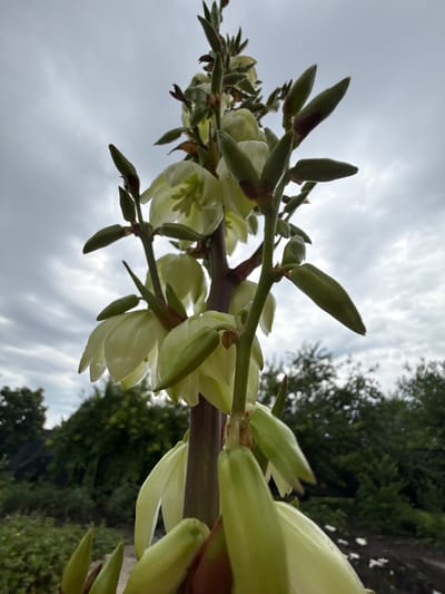 A low-angle, close-up shot captures the developing flower stalk of a yucca plant against a cloudy sky. The stalk is thick and vertical, adorned with numerous light green flower buds and a few partially opened pale white flowers. The buds are elongated and pointed, some appearing to have maroon tips. In the background, out of focus, are dense green trees and foliage, suggesting an outdoor setting in a garden or natural area. The sky is overcast with soft gray clouds. The specific location is Pavlovka, Russia. There are no people or animals present in the image, and no discernible actions or interactions are taking place.