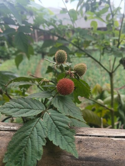 The scene depicts a close-up of a plant branch bearing three developing fruits, situated in Bien Hoa, Vietnam. A prominent reddish-orange, spherical fruit with a bristly exterior is positioned on the left side of the frame. Two additional green, spherical fruits, also exhibiting a bristly texture, are visible to the upper right of the red fruit. These fruits are attached to a stem featuring dark green, serrated leaves with clearly defined venation. A horizontal, weathered wooden or bamboo structure occupies the lower portion of the image, positioned beneath the plant. The background is out-of-focus, showing dense green foliage and indistinct structures, including a building with a light-colored roof, partially visible through the vegetation. No individuals or active interactions are present.