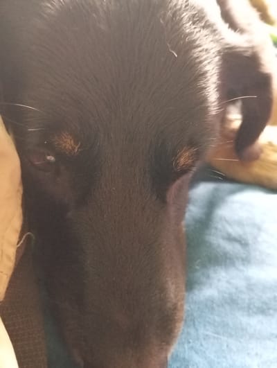 A close-up, eye-level shot shows the face of a dark-furred dog, possibly a Doberman or similar breed, resting on a blue textured surface and partially on a tan fabric object. The dog's fur is short and dense, with some stray white hairs visible. The lighting is dim, creating shadows that obscure some of the dog's features. The dog's left eye is visible, appearing dark and partially closed. There is a patch of reddish-brown fur above the left eye. The right side of the dog's face is less visible, with only the ear and part of the head in focus. The background is out of focus, with the blue surface and the tan object providing context. No other subjects or activity are present. The scene is devoid of any urban or natural landmarks, making it impossible to determine a location within Ilūkste, Latvia.