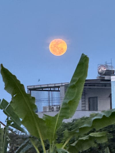 The image displays a serene twilight scene, likely capturing either a sunrise or sunset in Diên Khánh, Vietnam. A large, luminous orange full moon or sun, encircled by a soft halo, is prominently featured in the upper left portion of the light blue sky. Vibrant green leaves, characteristic of a tropical plant such as a banana, dominate the right side of the frame, their textured surfaces visible and partially obscuring the background.
Behind the dense foliage and extending into the upper right, a multi-story building is visible, featuring horizontal elements like railings or window blinds. On its rooftop, a cylindrical metallic water tank is present, with the word "VINAMILK" partially visible in vertical lettering, serving as a clear location cue for Vietnam. A small, dark silhouette, possibly a bird or insect, can be seen flying in the clear sky between the moon and the building. The overall mood is tranquil, showcasing a striking natural phenomenon against an everyday urban and natural backdrop.