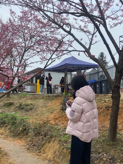 A person in a pink puffer jacket stands near a tree with pink blossoms, holding a phone. Behind them, a blue tent is set up with people gathered around tables. In the background, black bins are visible. The surrounding area is a mix of grass and dirt. The photo seems to capture a casual outdoor event or gathering.