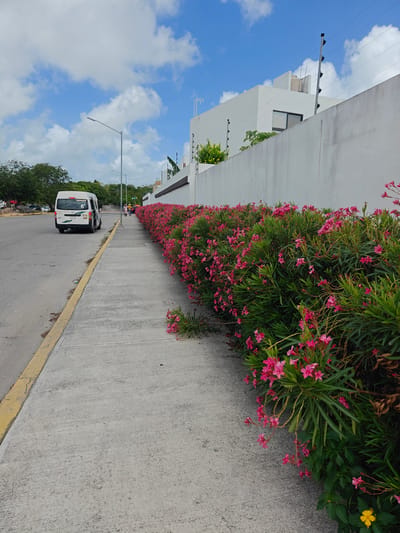 In Cancún, Mexico, this image captures a segment of a sidewalk bordering a street, lined with vibrant pink oleander flowers and lush green foliage. The sidewalk itself is made of concrete and is separated from the asphalt road by a bright yellow line. In the background, a white building with a modern, minimalist design stands tall, featuring a water tank and an electric fence along its top. Several lampposts are also visible along the street. A white transit van with the number "6" and license plate "TTE 899" is parked on the right side of the road, with its rear door ajar. Further down the street, a group of people can be seen walking, and more vehicles are parked. The sky is a clear blue with scattered white clouds. The overall scene depicts a typical urban environment in Cancún, characterized by well-maintained infrastructure, abundant tropical vegetation, and the presence of vehicles and pedestrians.