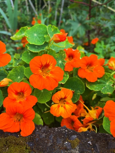 A close-up shot captures a vibrant cluster of orange nasturtium flowers thriving beside a moss-covered stone structure. The round, green leaves of the nasturtium plants create a backdrop for the bright blooms. Behind the nasturtiums, there is greenery including other plant species. The scene, likely found in a garden or natural setting, is indicative of the lush vegetation commonly found in Ponta Delgada, Portugal.