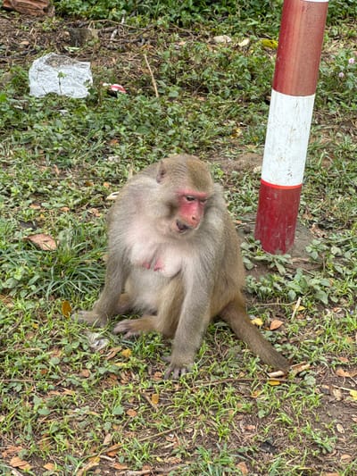 A light brown-grey macaque with reddish facial skin and a partially visible reddish chest is seated on the ground in Sơn Trà Ward, Vietnam. The primate is positioned centrally, facing slightly to its left and downward, with its mouth slightly agape. Its body appears robust, and prominent nipples are visible on its chest. The ground beneath the monkey consists of green grass and various low-lying plants, intermixed with exposed soil, dry leaves, and small pieces of debris, including a crumpled white plastic bag in the background vegetation. A red and white striped pole is present vertically on the right side of the frame, partially obscured by the monkey and foliage. The scene is outdoors under natural lighting.