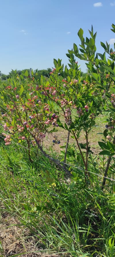 This image depicts a blueberry field under a clear blue sky. The foreground is dominated by lush green grass and a few low-lying wires, likely part of a fencing system for the crop. Several blueberry bushes are the central focus, laden with developing fruit in various stages of ripeness, ranging from light pink to deep purple. The bushes are leafy and appear healthy, with some small red flowers also visible. In the background, more rows of similar bushes and trees create a sense of a cultivated agricultural landscape. The overall impression is one of a sunny day in a rural or agricultural setting. The image does not contain any people or indicate a specific urban location.