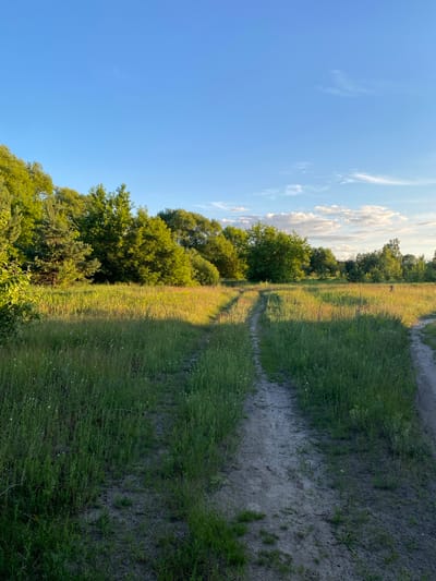 The image depicts a rural landscape under a clear blue sky with scattered white clouds. In the foreground, a dirt path winds through a field of tall green grass. The path splits in two directions, with one track curving towards the right edge of the frame and the other continuing straight ahead. The field is illuminated by warm sunlight, creating long shadows cast by the grass and trees. A line of dense green trees forms a backdrop along the horizon. The scene appears to be a natural, undeveloped area, likely on the outskirts of a settlement.