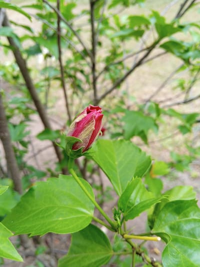 A close-up shot depicts a Hibiscus flower bud, predominantly red, surrounded by green leaves and stems. The background includes blurred tree branches and foliage. The location is specified as Palohigeuh, Indonesia.