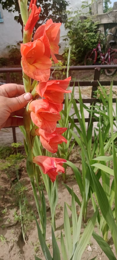 A person's hand, with skin tone ranging from light to medium brown, is gently holding a stalk of vibrant orange gladiolus flowers. The flowers are arranged vertically along the stalk, with several fully bloomed blooms and some buds still closed. The background is blurred, but hints at an outdoor setting, possibly a garden or yard. A dark metal fence runs horizontally across the mid-ground. Behind the fence, a hint of a red bicycle is visible, suggesting an urban or suburban environment. The ground in the foreground appears to be dry soil with some sparse green vegetation. The overall lighting suggests a bright day, casting subtle shadows. The image appears to be taken in Январцев ауылдық округі, Kazakhstan.