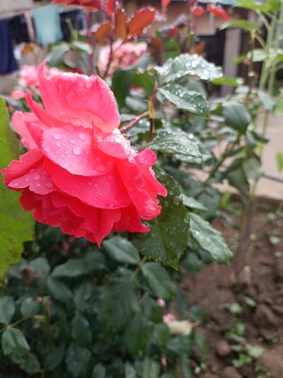 A close-up, eye-level shot focuses on a bright pink rose in the foreground, glistening with numerous water droplets on its petals. The rose is in bloom, with its layers of petals clearly visible, some unfurling slightly. To the right of the rose, several dark green, dew-covered leaves are prominent. The background is softly blurred, showing more rose foliage and stems, with hints of red leaves and a blurred structure that might be a fence or building in the distance. The ground beneath the plant appears to be dark soil with small green sprouts. The overall impression is of a garden setting after rain, located in Kyzyl Suu, Kyrgyzstan.