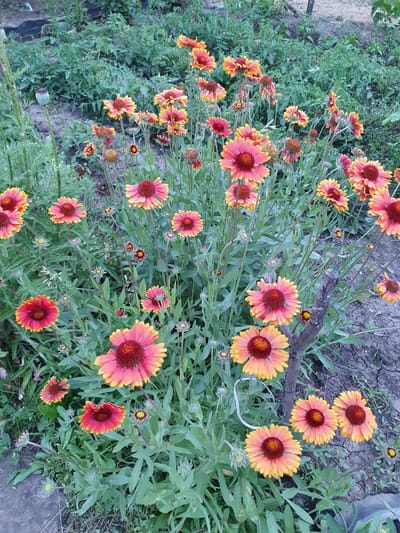 In Novoivanivka, Ukraine, a patch of Gaillardia flowers, commonly known as blanket flowers, blooms vibrantly in a garden. The flowers display a striking bicolored pattern, with petals transitioning from a deep red or burgundy center to shades of orange and yellow at the tips. Many of the flowers are in full bloom, while others are still developing buds. The plants are surrounded by lush green foliage and set against a backdrop of tilled soil and other garden plants. A thin, gray, vertical twig or stake is visible among the flowers, supporting some of the taller stems. The overall scene suggests a well-tended garden in a rural or semi-rural Ukrainian setting.