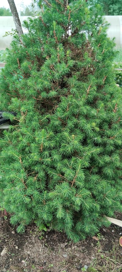 A close-up, vertical, eye-level shot captures a dense, mature dwarf Alberta spruce tree. The evergreen's needle-like foliage is a vibrant green, with some interspersed brown, dry needles indicating age or stress. The tree's branches are tightly packed, creating a full, conical shape. The ground beneath the tree consists of dark soil, scattered small rocks, and a few sparse green shoots of grass or weeds. In the background, out of focus, appears to be a greenhouse structure, a tree trunk to the left, and the suggestion of distant foliage, indicating a garden or outdoor setting. The overall scene is one of a well-established, healthy plant in a semi-natural or cultivated environment.
