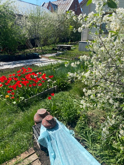 The image shows a garden scene in Novouralsk, Russia. Red tulips are blooming in a raised bed. A flowering tree with white blossoms overhangs the scene. To the right, there are four cylindrical objects with reddish-brown surfaces, partially covered by light blue plastic sheeting. These objects are placed on top of a black plastic crate, which is partially visible. The crate sits on a patch of grass next to a wooden walkway. Other plants and green grass are also visible. In the background, there is a building.