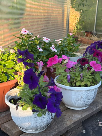 The image depicts a collection of potted flowers, primarily petunias and vinca, arranged on wooden planks within what appears to be a greenhouse or enclosed garden area. The flowers display vibrant colors including deep purple, pink, and white. Several pots are visible, some white and textured, others a terracotta brown. In the background, a translucent corrugated material forms the wall or roof of the structure, allowing sunlight to filter through, creating a warm, golden hue. To the right, a tomato plant is visible, and some dried straw or vegetation is attached to the wall. The overall scene suggests a horticultural setting, likely a personal garden or a small nursery, with the plants being actively cultivated. There are no people or animals visible in the image. The specific location in Kansk, Russia, cannot be determined from the visual information provided.