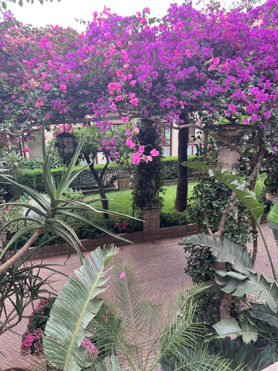 The image depicts a lush, vibrant garden space in Taormina, Italy, characterized by an abundance of flowering plants and greenery. Dominating the upper portion of the frame are cascading branches of bougainvillea, adorned with numerous bright magenta and pink bracts, creating a floral canopy. Beneath this, various other plants are visible, including a large aloe vera plant in the foreground with its characteristic spiky, succulent leaves. To the right, large, paddle-shaped leaves of what appears to be a banana plant or bird of paradise, with prominent green veins, add a tropical feel. The ground is paved with a reddish-brown brick pattern, forming a walkway or patio. In the background, manicured hedges and a patch of green lawn suggest a well-maintained garden. A traditional black lantern hangs from the floral pergola, adding a touch of old-world charm. The architecture visible in the background, with stone columns and building facades, hints at the presence of a villa or a historical building integrated into the garden setting. The overall impression is one of a serene and picturesque outdoor space, typical of the Mediterranean landscape. There are no people or animals present in the image.