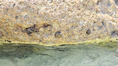 The image shows a close-up view of a barnacle-encrusted rock surface at the edge of the water. The rock is light brown and covered in numerous small, white, cone-shaped barnacles. There are also a few darker, larger objects embedded in the rock. Three small, spiral-shelled sea snails are visible on the rock. The lower part of the image shows clear, shallow water with a sandy bottom, and some small fish can be seen swimming. The water has a greenish tint and there are ripples on its surface, suggesting a calm day. A thin layer of yellow algae or slime is present along the waterline, between the rock and the water. The scene appears to be an intertidal zone, likely a rocky shoreline. The lighting suggests it is daytime, possibly morning or afternoon. The location is identified as Taranto, Italy. There is no visible text in the image.