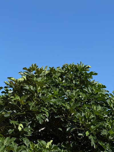 The image shows the top of a lush green fig tree against a clear, bright blue sky. The leaves of the tree are large and lobed, with varying shades of green, indicating sunlight dappling through the canopy. Some branches are visible, particularly in the lower half of the image. There are no people or animals present. The scene appears to be outdoors in a location with good sunlight. The crops provided offer close-ups of the sky and the foliage, highlighting the texture of the leaves and the vibrancy of the blue sky. It is not possible to determine the specific location within Slavyani, Bulgaria from this image alone.