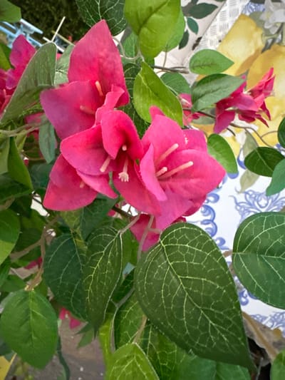 The image shows a close-up of bright pink bougainvillea flowers and vibrant green leaves. The bougainvillea flowers are a focal point, with their delicate petals and thin stamens visible. The leaves are broad and veined, creating a lush backdrop for the flowers.
In the background, glimpses of other elements are visible, suggesting a decorative or artificial arrangement. There are hints of yellow shapes that resemble lemons, and a background with a blue and white patterned fabric or surface. There is also a textured, silver-colored surface peeking from the left side.
The lighting suggests daylight, but it is difficult to determine the time of day precisely due to the close-up nature of the shot. The overall impression is of a colorful and lively display, possibly an indoor decoration or a carefully arranged outdoor garden feature. The location context is Haifa, Israel. No text is visible in the image.