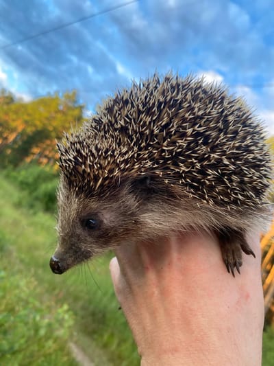 A close-up shot shows a hedgehog being held in a person's hand. The hedgehog is positioned on its side, with its spiky back facing upwards. Its face, with dark eyes and a wet nose, is turned towards the right side of the frame. The hedgehog's small paws with sharp claws are visible, one resting on the hand. The hand, appearing to be a human's, is skin-toned and slightly reddened in places, possibly from the hedgehog's quills or contact.
The background is softly blurred, suggesting an outdoor setting. On the left, a blue sky with white clouds is visible, hinting at daytime. A hint of greenery and tree foliage, some appearing yellow and orange, suggests a natural environment, possibly a forest or park. The lighting indicates it could be late afternoon or early evening, given the warm tones in the foliage and the angle of light. The overall scene appears to be in Protvino, Russia, as per the provided context. There is no visible text in the image. The act of holding the hedgehog implies a moment of interaction with wildlife, possibly a rescue or a casual observation.