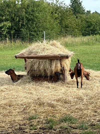 In the city of Gor'kovskoe, Russia, four goats are pictured in a field covered in hay. Three of the goats are resting or lying down, with two sheltered by a hay feeder. The fourth goat stands near the feeder, facing away from the camera. The feeder is constructed of wood and filled with hay. The background consists of a grassy field bordered by a fence and trees.