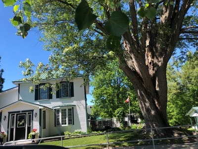 In the city of Severn, Canada, a white two-story house with a green roof stands prominently on a sunny day. The house features dark green shutters on its windows and a bay window on the right side. A black front door, adorned with a white wreath, is centered on the porch, which has two black lanterns flanking it. Potted red and white flowers sit on either side of the entrance.

In front of the house, a large, mature tree with a thick trunk dominates the right side of the frame, its branches extending overhead. To the right of the house and partially obscured by the tree, a Canadian flag flies on a pole. The area around the house is green with well-maintained lawns and various plants. A metal railing runs along the front of the property. The background consists of more trees and buildings, suggesting a residential area. The sky is a clear blue, indicating fair weather.