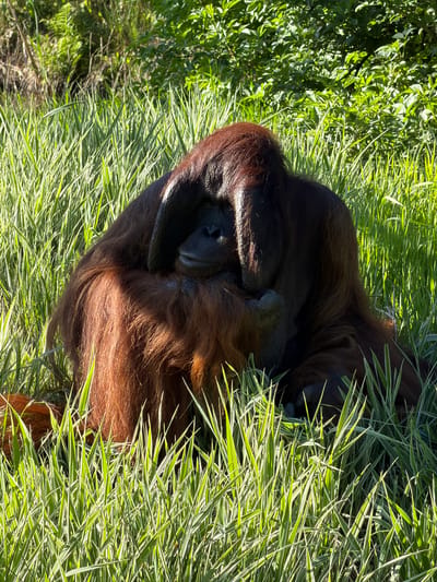 An adult orangutan, characterized by its reddish-brown fur and prominent facial flanges, is seated centrally in a sunlit outdoor enclosure. The primate is partially obscured by lush, tall variegated green and white ornamental grass in the foreground and midground. Its head is slightly turned to the viewer's left, with its left arm bent and resting across its chest area. The background features dense green foliage from trees and bushes, suggesting a naturalistic habitat setting. The scene is illuminated by bright natural light, creating clear visibility of the environment. This depiction is situated within Kristiansand Zoo and Amusement Park in Kristiansand, Norway.