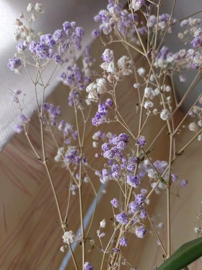 The image is a close-up, vertical shot of dried baby's breath flowers, with many small white and purple florets clustered on thin, tan stems. The flowers are arranged in a bouquet, with some stems crossing over others. The background is a soft, out-of-focus brown surface with faint diagonal lines, possibly a wooden table or wall. To the left, a blurred white textured surface, perhaps fabric or a screen, is visible. The lighting appears to be natural, casting subtle shadows and highlights on the delicate flowers. There are no people or animals present in the scene. The image does not provide any information about the city of Zalesovo, Russia.