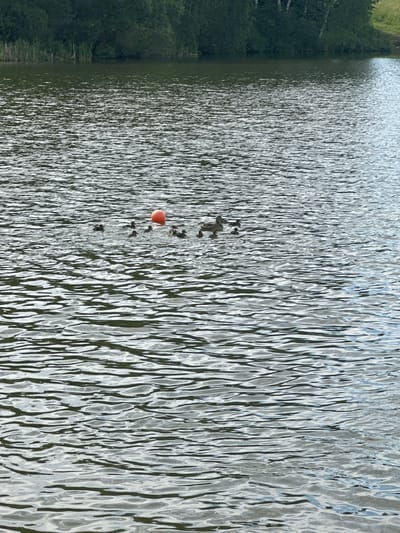 This media file captures a wide shot of a body of water with a textured surface, likely a lake or large pond, in a natural setting. On the left side of the frame, a dense line of green trees creates a visual boundary, suggesting a wooded area bordering the water. The water itself is the dominant subject, reflecting the sky and exhibiting a pattern of ripples and waves that create a dynamic, shimmering effect.
Within the water, a small group of dark objects are visible, appearing to be ducks or other waterfowl swimming. Slightly to the left of the central cluster of birds, a bright orange buoy floats on the surface, contrasting with the dark birds and the silvery-grey water. The buoy and the birds suggest a peaceful, natural scene with hints of human presence or intervention (the buoy).
The lighting suggests it is daytime, with sunlight reflecting off the water, creating bright highlights and darker shadows within the ripples. The weather appears to be clear and possibly sunny, contributing to the bright reflections. No people are visible in the frame. The image is oriented such that the water stretches from bottom to top, with the treeline on the left. The overall impression is one of a tranquil day by the water. The location context of Пярэжырскі сельскі Савет, Belarus, places the scene in a rural area of Belarus. No text is visible in the image.