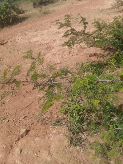 The image displays a natural outdoor scene with a focus on vegetation and arid terrain. In the foreground, a thorny branch with small, feathery green leaves lies horizontally across the frame, partially covered by blades of grass and other low-lying green plants. The ground is predominantly reddish-brown soil, characteristic of dry, sandy or clay-rich earth, with scattered pebbles and small rocks. In the background, more sparse vegetation and dry grasses are visible, leading up to a gentle slope. The lighting suggests it is daytime, with shadows indicating the sun is at an angle. The overall environment appears to be an undeveloped or rural area. Without further context or distinct landmarks, it is not possible to definitively place this scene within the city of Kwang, Nigeria, or any other specific location. The image depicts a natural, possibly semi-arid or dry climate landscape.