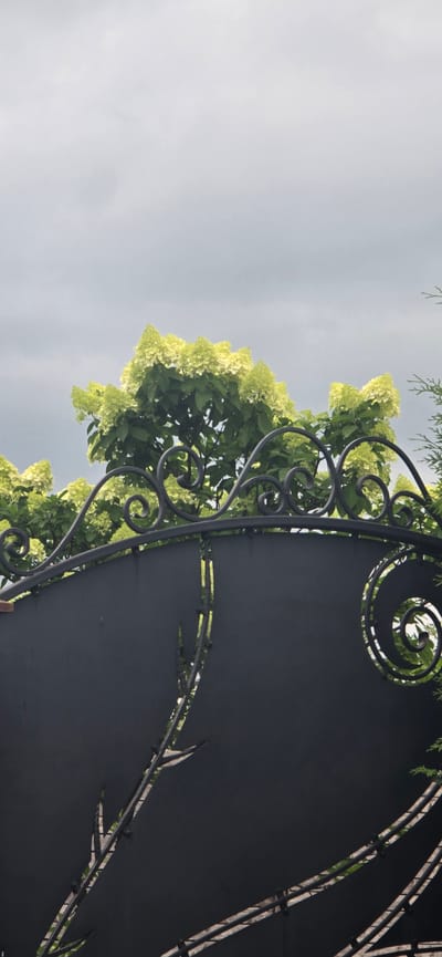 A black wrought iron gate with decorative scrollwork and vine-like cutouts stands in the foreground, partially obscuring a lush green bush with creamy white cone-shaped flowers. The bush and flowers are positioned behind the gate, with the blooms reaching above the top of the gate. The sky is overcast and grey, suggesting a cloudy day. The image appears to be a close-up shot of the gate and the foliage. The location is Blagoveshchenka, Russia.