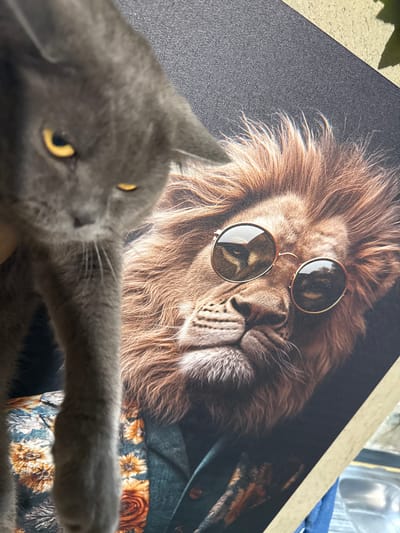 In Batovo, Bulgaria, a close-up shot features a grey cat with yellow eyes in the foreground, partially obscuring a printed image of a lion wearing round sunglasses and a patterned shirt. The cat's fur is soft and grey, with its ears visible and one eye appearing to look directly at the camera. The printed lion has a large, reddish-brown mane, and its face is detailed, with the sunglasses reflecting light. The lion is depicted wearing a dark teal shirt with an intricate floral pattern of oranges, yellows, and blues. The background of the print is dark. The image appears to be taken indoors, with a textured surface visible in the top left and bottom right corners.