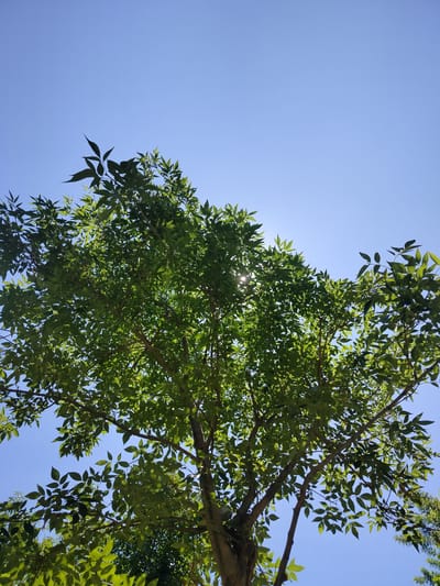 The image is a low-angle shot of a tree with green leaves against a bright blue sky. The sun is shining through the leaves, creating small glares. The tree has a thick trunk that splits into several branches. It's hard to define the exact location of the image with the information given.