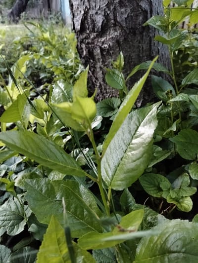 This image depicts a close-up, low-angle view of dense green foliage and the lower trunk of a tree, located in the city of Biliaivka, Ukraine. The foreground is dominated by several vibrant green leaves, some appearing to be new growth with soft, lighter hues, while others are more mature with defined veins and slightly textured surfaces. One prominent leaf on a central stem exhibits a distinct silvery-green sheen due to direct light reflection. A dark, deeply furrowed tree trunk occupies the right side of the frame, providing a textured vertical element. Surrounding the base of the tree and extending into the midground is a variety of smaller green plants, creating a dense ground cover. The background is softly blurred, revealing additional green vegetation and hints of distant, out-of-focus elements, including a very faint light blue area in the upper left, possibly a distant structure or sky. No individuals, animals, or specific actions are visible in the scene. The environment appears to be an outdoor natural setting.
