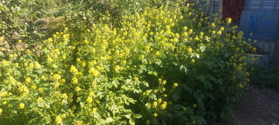 In Kandyagash, Kazakhstan, a dense cluster of wild yellow flowers with green foliage dominates the foreground of the image. The plants are tall and bushy, with many small yellow blossoms clustered together. In the background, to the right, a rustic fence made of corrugated metal sheets and some wooden planks is visible. A dirt path or ground is also present on the right side of the image. To the left, a pathway is partially visible, with more greenery and the suggestion of trees. The lighting suggests it is daytime, with sunlight casting shadows.