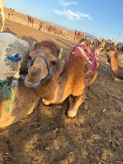 The image captures a close-up of a camel resting on sandy ground, with other camels visible in the background on a sloping hillside. The foreground camel is facing the camera, its head tilted slightly. It is adorned with a decorative saddle pad featuring a red and white patterned fabric. The camel is loaded with luggage on its back, secured with ropes. A yellow tag with the number "5662" is attached to its bridle. The environment appears to be dry and arid, with sparse vegetation and a clear blue sky. The lighting suggests it is either early morning or late afternoon, casting long shadows and illuminating the scene with a warm, golden hue. The overall impression is of a tranquil desert setting, likely a resting point for camels and their passengers.