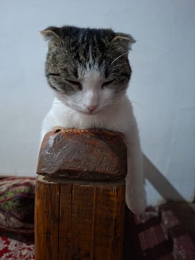 The image displays a domestic cat sleeping peacefully on a rustic wooden beam. The cat is oriented vertically in the frame, with its head on the left side and its body extending to the right.
The cat has a tabby and white coat. Its head is predominantly covered in dark grey and brown tabby markings with distinct stripes and spots, while its face features a prominent white blaze that covers its nose, chin, and parts of its cheeks. Its eyes are gently closed in deep sleep, and a small, light pink nose is visible. The cat's ears appear short and are either slightly folded or pressed against its head. Its body, partially visible, is mostly white, with a white paw gently resting on the top surface of the wooden beam.
The cat is resting its head directly on a large, dark brown wooden beam or block. This piece of wood has a rough, textured surface with visible grain and knots, suggesting a natural or rustic finish. It appears to be a substantial piece of wood, possibly part of furniture or an architectural element.
In the background, behind the cat's head and body, a plain, light-colored wall or surface (likely white or very light grey) is visible. Below the wooden beam, a segment of a patterned textile, possibly a rug or blanket, can be seen. This textile features a mix of red, green, and white patterns, adding a touch of color and texture to the scene.
The lighting in the image is soft and diffused, indicating an indoor setting, likely during the daytime. There are no harsh shadows. The overall impression is one of calm and contentment, capturing the cat in a moment of serene rest. No text is visible in the image.