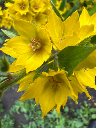 In Yaroslavka, Russia, a close-up, eye-level shot captures a cluster of bright yellow flowers. The flowers have multiple pointed petals and visible stamens. A green, fuzzy stem is visible on the left, with a hint of red. The background is blurred, showing patches of dark soil and green foliage.