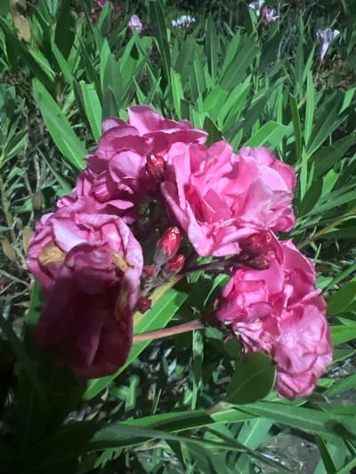A close-up, low-light, horizontal shot captures a cluster of vibrant pink oleander flowers, some in full bloom and others as buds, set against a backdrop of dark green, elongated oleander leaves. The flowers are textured with delicate petals, and the buds are a deeper reddish-pink. The lighting appears artificial, possibly from a streetlamp or flash, casting a slight glow on the foliage and flowers. The image was taken in the city of Hof HaCarmel Regional Council, Israel.