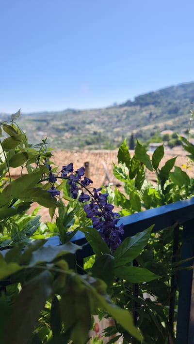 The image is a close-up shot of purple wisteria flowers and green foliage in the foreground. The flowers are hanging in a cluster from a vine, with vibrant purple petals. The leaves are lush and green, some in sharp focus, others slightly blurred. Behind the foliage, a rustic building with terracotta roof tiles is visible, suggesting a historical or traditional setting. The background shows a gently sloping hillside covered in greenery and trees, with a clear blue sky overhead. This view is consistent with the landscape found in Selçuk, Turkey, a region known for its historical sites and natural beauty. The presence of the building and the hillside vegetation points towards a location within the city, possibly a balcony or garden overlooking the surrounding area. There are no people or animals present in the image.