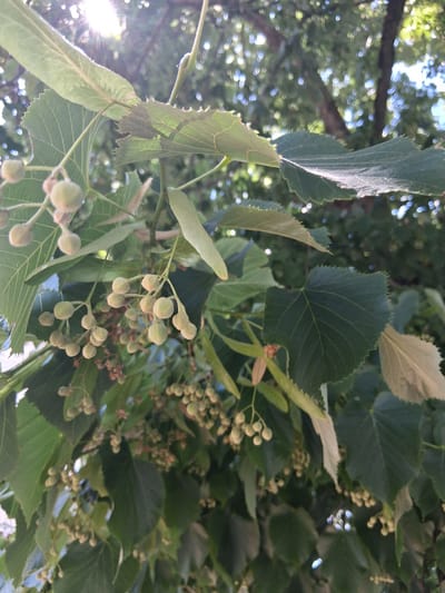 The image is a close-up, low-angle shot of linden tree branches bearing developing fruits. The sun shines brightly through the leaves and branches, creating a lens flare effect in the upper left portion of the frame. The linden tree appears to be healthy, with lush green leaves and clusters of small, round, pale green fruits. Some of the fruits are attached to long, slender bracts, which are characteristic of linden trees. The background is filled with more green foliage and blurred trees, suggesting an outdoor environment. The overall impression is one of natural growth and the early stages of fruit development. The image was taken in Colorno, Italy.