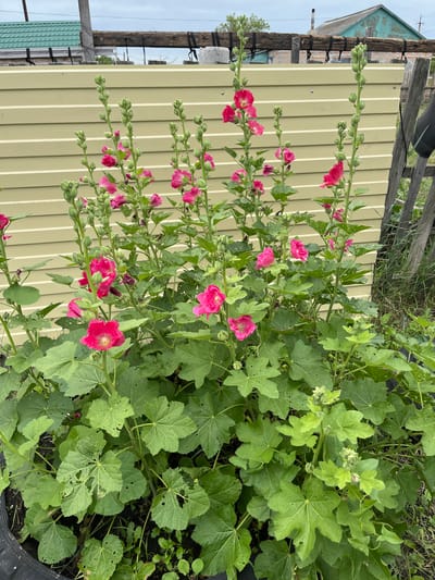 A cluster of pink hollyhock flowers with large, green, lobed leaves grows in front of a pale yellow corrugated metal fence. Some of the leaves show signs of insect damage, with small holes. Behind the fence, a wooden beam supported by concrete posts is visible, along with a green-roofed building in the distance. The ground is covered in grass and some weeds. The scene appears to be in an outdoor setting, likely a garden or yard.