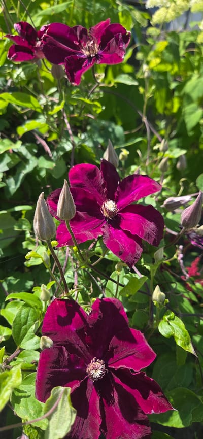 A vertical, close-up shot captures a cluster of dark purple clematis flowers and buds against a backdrop of green foliage and dappled sunlight. The lower half of the frame features two prominent, fully bloomed clematis flowers, their velvety petals radiating outwards from a central cluster of stamens. Above them, several unopened buds, covered in a fine fuzz, stand sentinel. The lighting suggests an outdoor setting, likely a garden, with bright sunlight casting shadows and highlighting the rich, deep tones of the flowers. The blurred green leaves and stems in the background create a sense of depth and focus on the intricate details of the clematis. The scene is devoid of any human presence or activity. This image was taken in Manderbach, Germany.