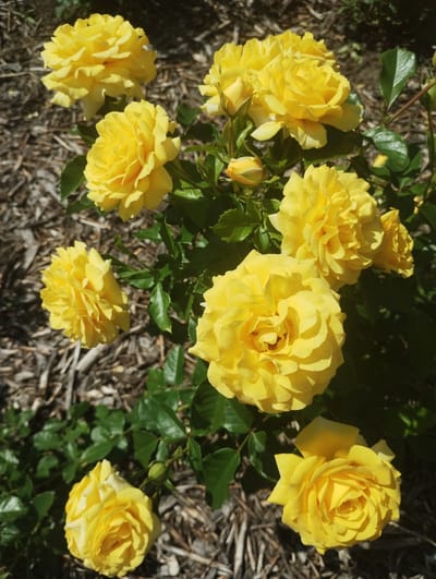 The image shows a close-up, overhead view of a cluster of bright yellow roses in full bloom, interspersed with green leaves and buds. The roses are the primary subjects, with multiple blooms showcasing their layered petals and intricate centers. Some of the roses are fully open, while others are still developing. The background consists of a textured surface of brown mulch and some darker foliage, suggesting an outdoor garden setting. The lighting indicates it is daytime, with shadows cast by the roses and leaves, and sunlight highlighting the vibrant yellow petals. There is no visible text in the image. The overall impression is one of natural beauty and the peak of summer bloom. The location context provided is Sumy, Ukraine, which implies the scene is set in this geographical region.