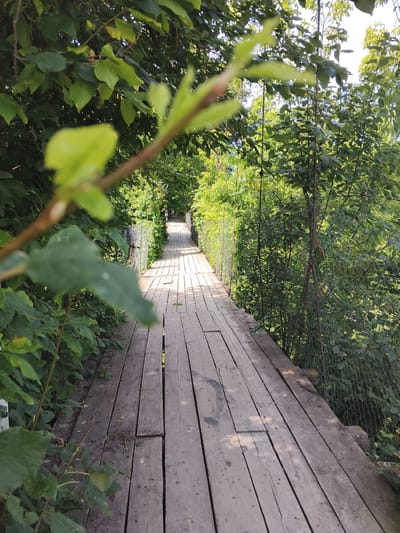 An outdoor, eye-level, vertical shot shows a weathered wooden plank walkway disappearing into a tunnel of dense green foliage. The walkway is constructed from rough-hewn wooden planks, some of which show signs of age and wear. The planks are laid parallel to the direction of travel, forming a narrow path. The walkway is bordered on both sides by chain-link fencing, which is partially obscured by overhanging green leaves and branches. Sunlight filters through the leaves, casting dappled shadows on the walkway, creating a sense of depth and mystery. The foliage is lush and vibrant, suggesting a warm season, possibly summer. The environment appears natural and untamed, with the walkway providing a man-made passage through the overgrowth. The scene is devoid of any people or discernible activity. The image's composition draws the viewer's eye down the vanishing point of the walkway, inviting exploration into the green tunnel.