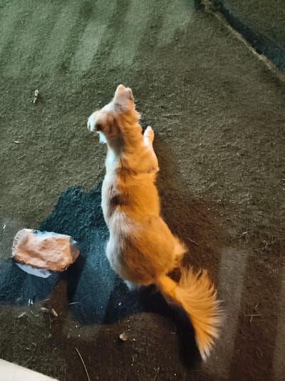 A reddish-brown squirrel stands on its hind legs. The animal is on a rough, dark green surface that may be artificial turf. A rock sits to the left of the squirrel. The location is not identifiable from this image.