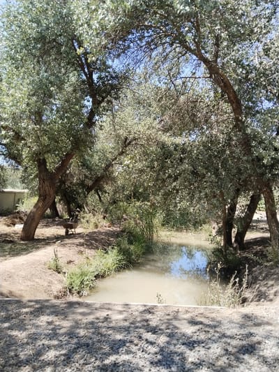 The image depicts a tranquil scene in Chalysh, Uzbekistan, featuring a small, muddy body of water surrounded by lush vegetation and large, mature trees. The water reflects the clear blue sky and the surrounding greenery. On the left side of the frame, a wheelbarrow rests on a patch of dry hay, suggesting agricultural activity or maintenance work in the area. The ground is a mixture of dry soil and scattered gravel. The overall impression is one of a peaceful, natural setting within or near the city.