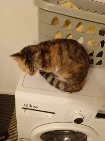 A tortoiseshell cat, displaying patterns of brown, black, and orange fur, is observed sleeping in a curled position on top of a white Qilive front-loading washing machine. Its head is tucked down, and its eyes are closed. The cat's striped tail is wrapped around its body. To the rear-right of the cat, a grey plastic laundry basket with oval perforations is visible, containing light-colored, possibly yellow, fabric items. The washing machine features a control dial and an LED display area. The background consists of a plain, light-colored wall. A dark, textured mat or rug is partially visible on the floor in the bottom-left corner. The scene is located in Blaye, France.