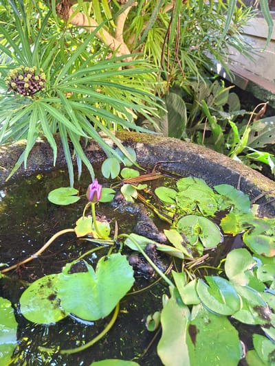 This is an outdoor, high-angle shot of a small garden pond in Ubud, Indonesia. The pond is contained by a concrete basin, with a rough, mossy texture on its outer surface.
Water lilies with round, green leaves float on the surface of the pond. A single purple water lily bud is visible near the edge of the pond.
Adjacent to the pond, there is a plant with long, slender, green leaves radiating from a central point, along with a cluster of small, dark purple and yellow buds at its base. Other assorted green foliage and some brown debris fill the background. The lighting appears to be soft and diffused, suggesting an overcast day or a location in a shaded area.
