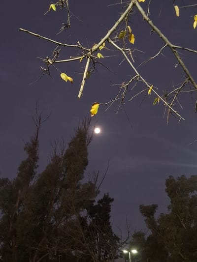 The image shows a night scene, likely in a residential area. A pale moon is visible in the upper center. Bare tree branches with a few yellow leaves are in the left foreground. Dark evergreen trees are on the right side of the frame. Streetlights are visible in the background, indicating the presence of infrastructure. Given the location as Villa Domínico, Argentina, the scene depicts an urban environment at night with elements of nature. There are no people visible.