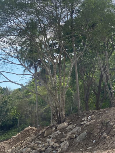 The image presents a scene in Baan Wang Ta Kien, Thailand, showcasing a close-up view of trees and a stone wall. The trees, with slender trunks and sprawling branches covered in foliage, dominate the left and upper portions of the frame. The sky is visible through the canopy. A rough, textured stone wall occupies the right side of the image. Greenery is visible in the background beyond the wall and trees. No people are visible.